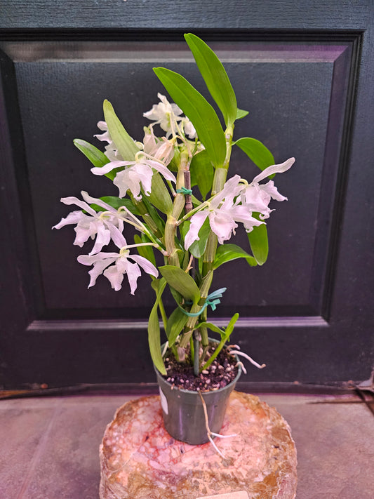 Dendrobium Orchid