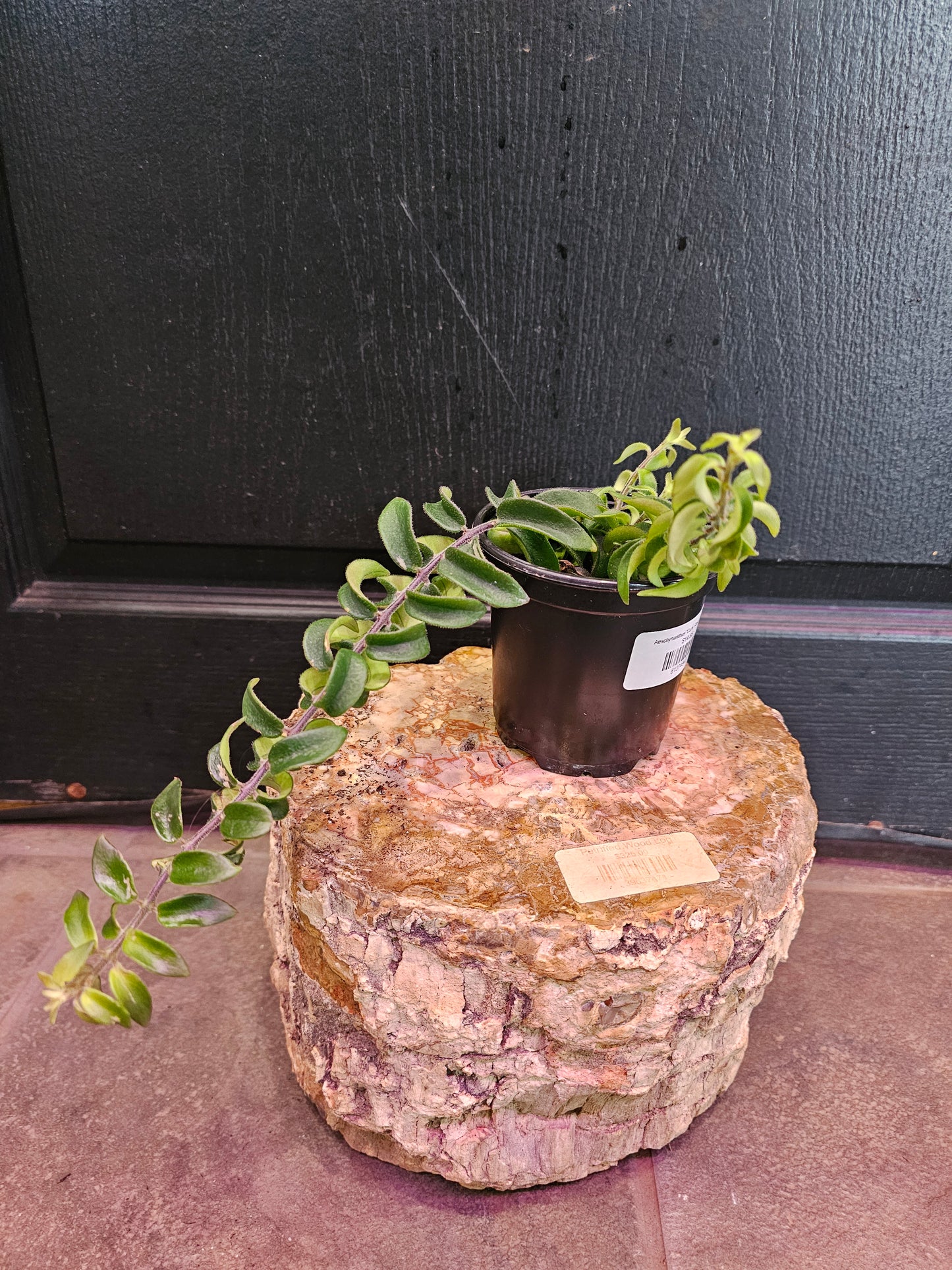 Aeschynanthus 'Curly Rasta' Lip Stick