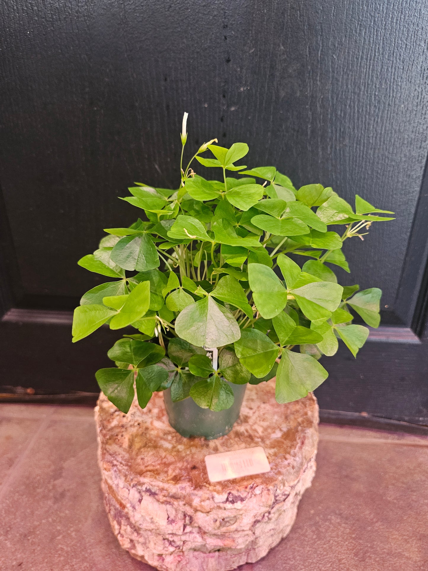 Oxalis Regnellii 'Green Shamrock'