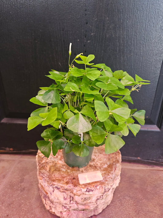 Oxalis Regnellii 'Green Shamrock'
