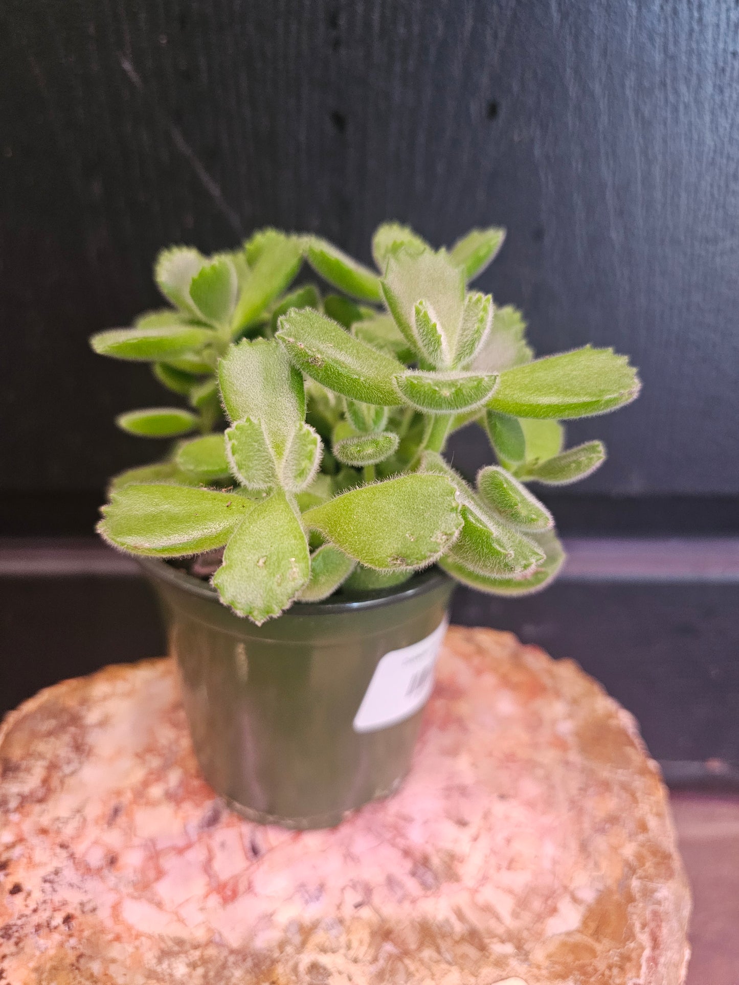 Cotyledon Tomentosa 'Bear Paw'