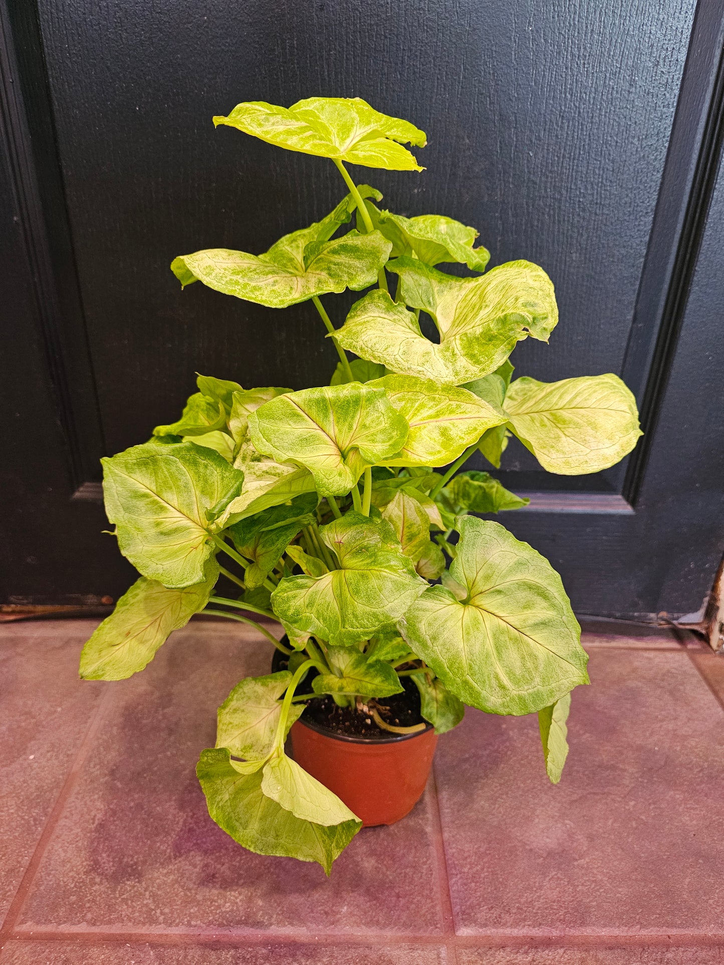 Syngonium Kiwi Delight