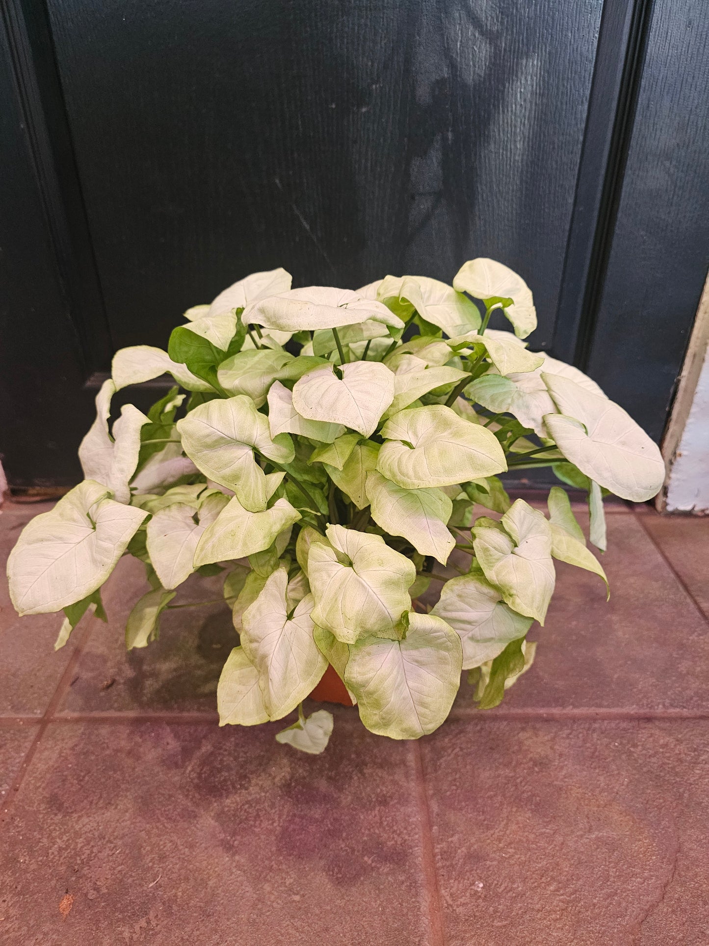 Syngonium 'MoonShine'