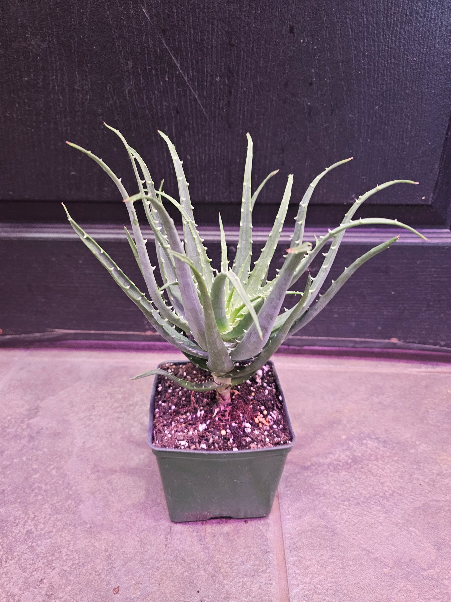 Candelabra Aloe 'Arborescens'