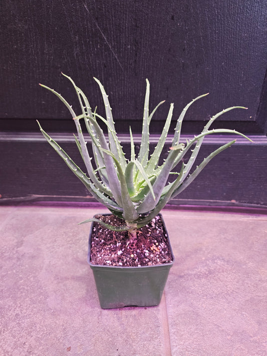 Candelabra Aloe 'Arborescens'