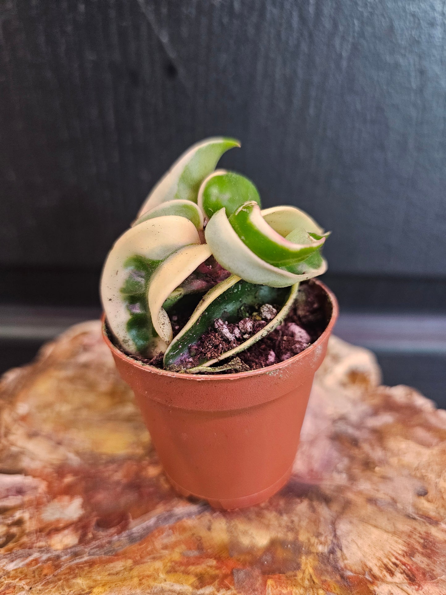 Hoya Hindu Rope
