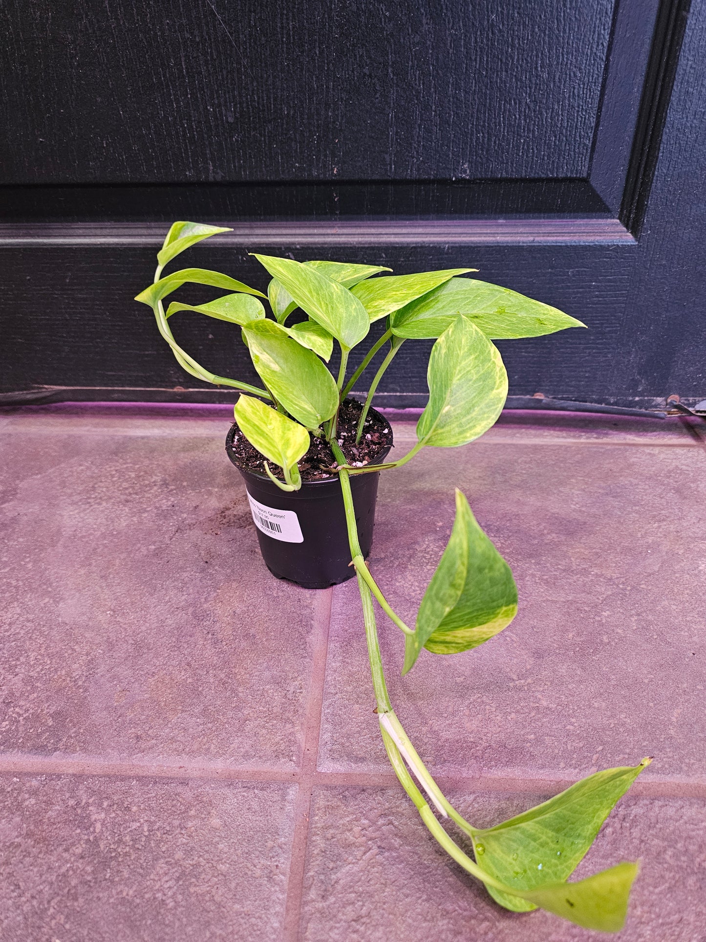 Pothos 'Neon Queen'