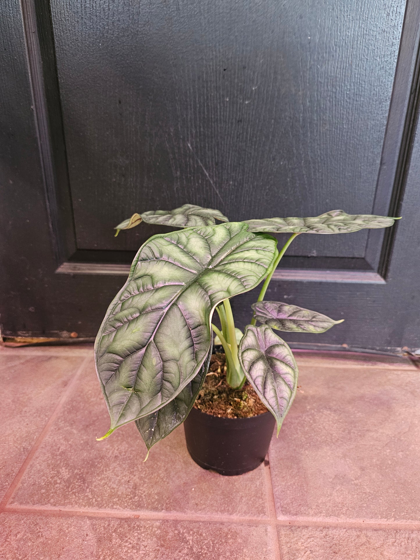 Dragon Scale Alocasia