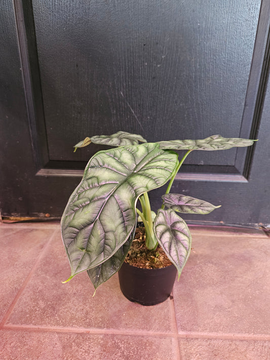 Dragon Scale Alocasia