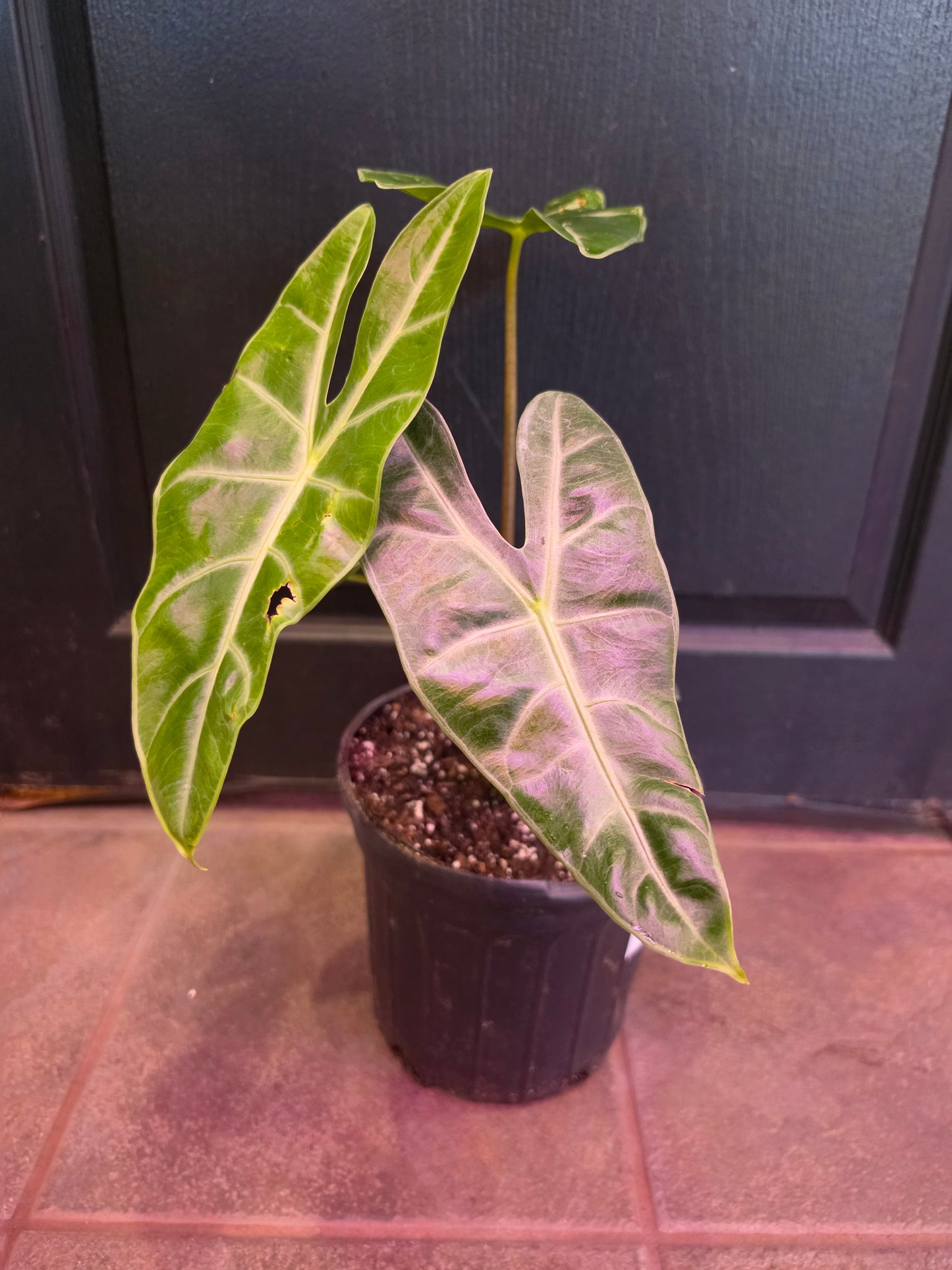 Alocasia Longiloba