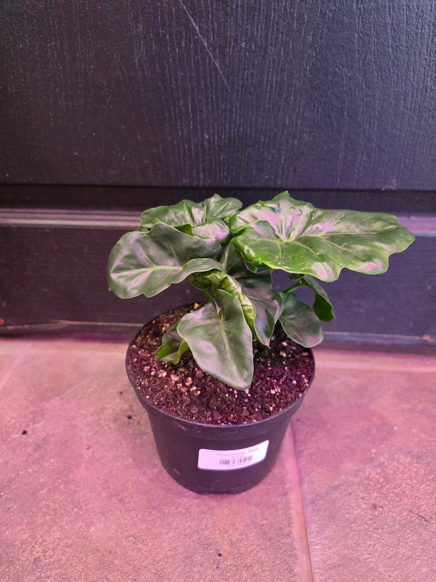 Philodendron Atom