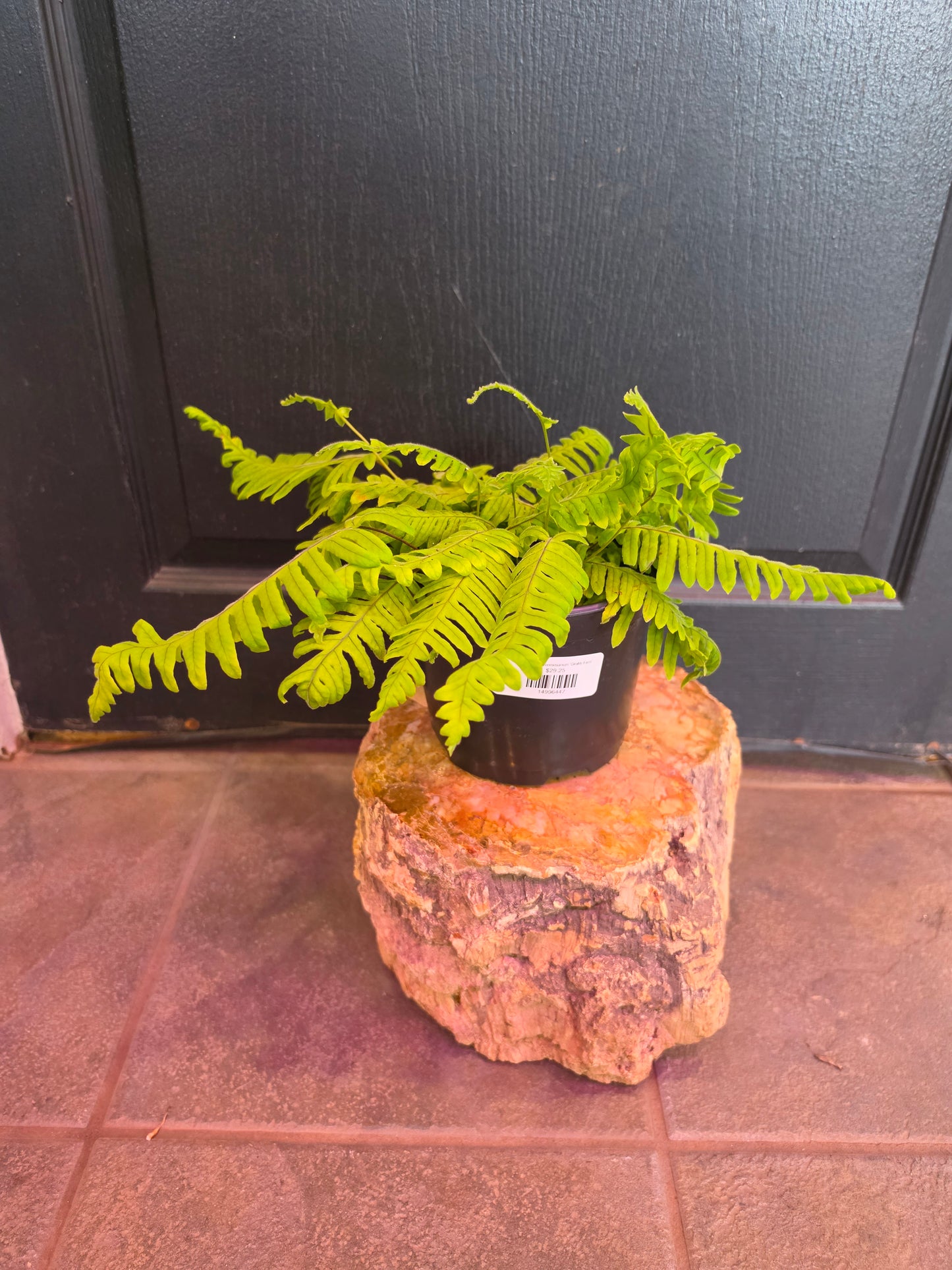 Polypodium Formosanum 'Grubb Fern'