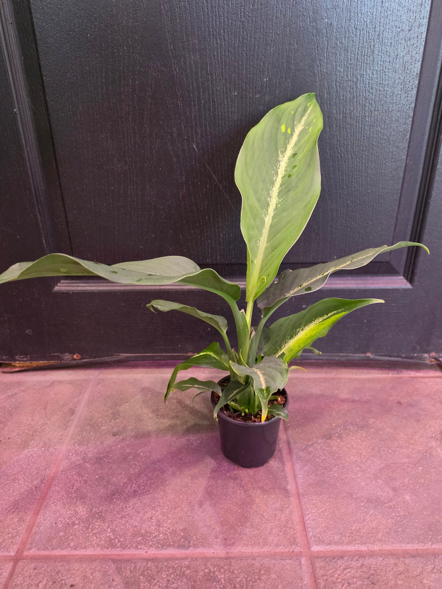 Dieffenbachia Cougar