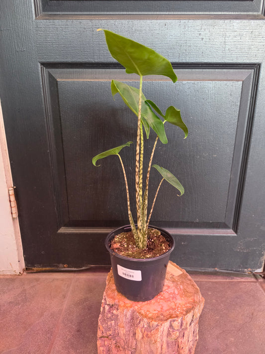 Alocasia Zebrina
