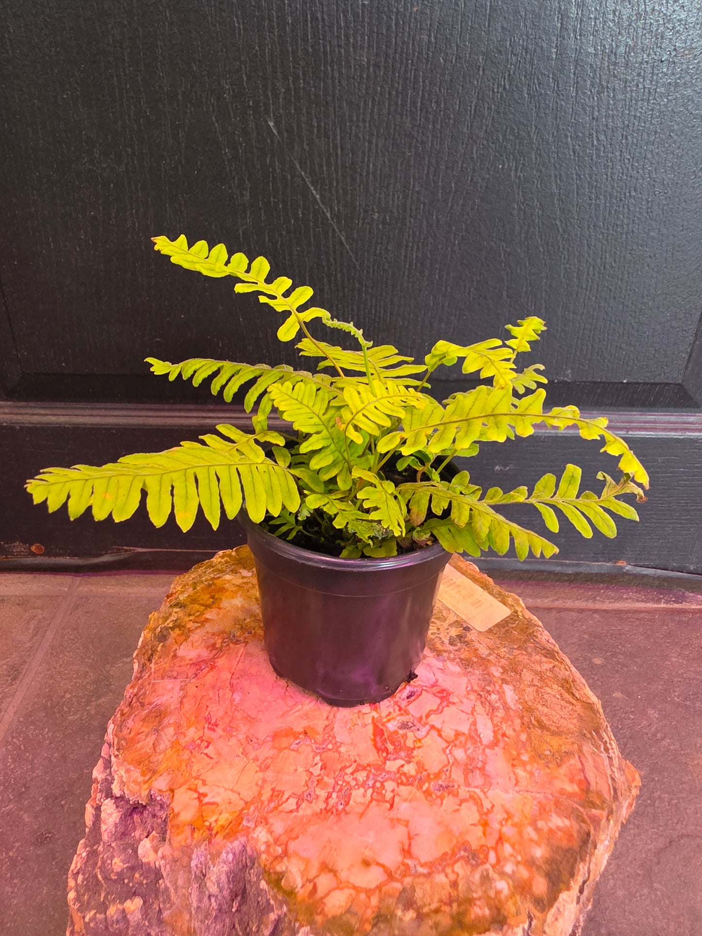 Polypodium Formosanum 'Grubb Fern'