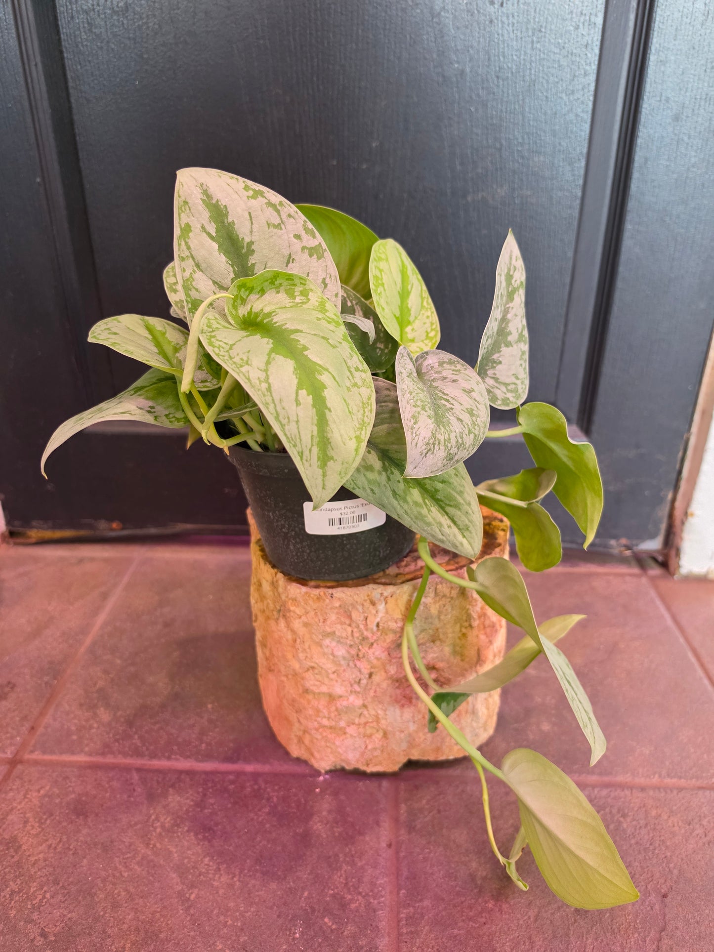 Scindapsus Pictus 'Exotica'
