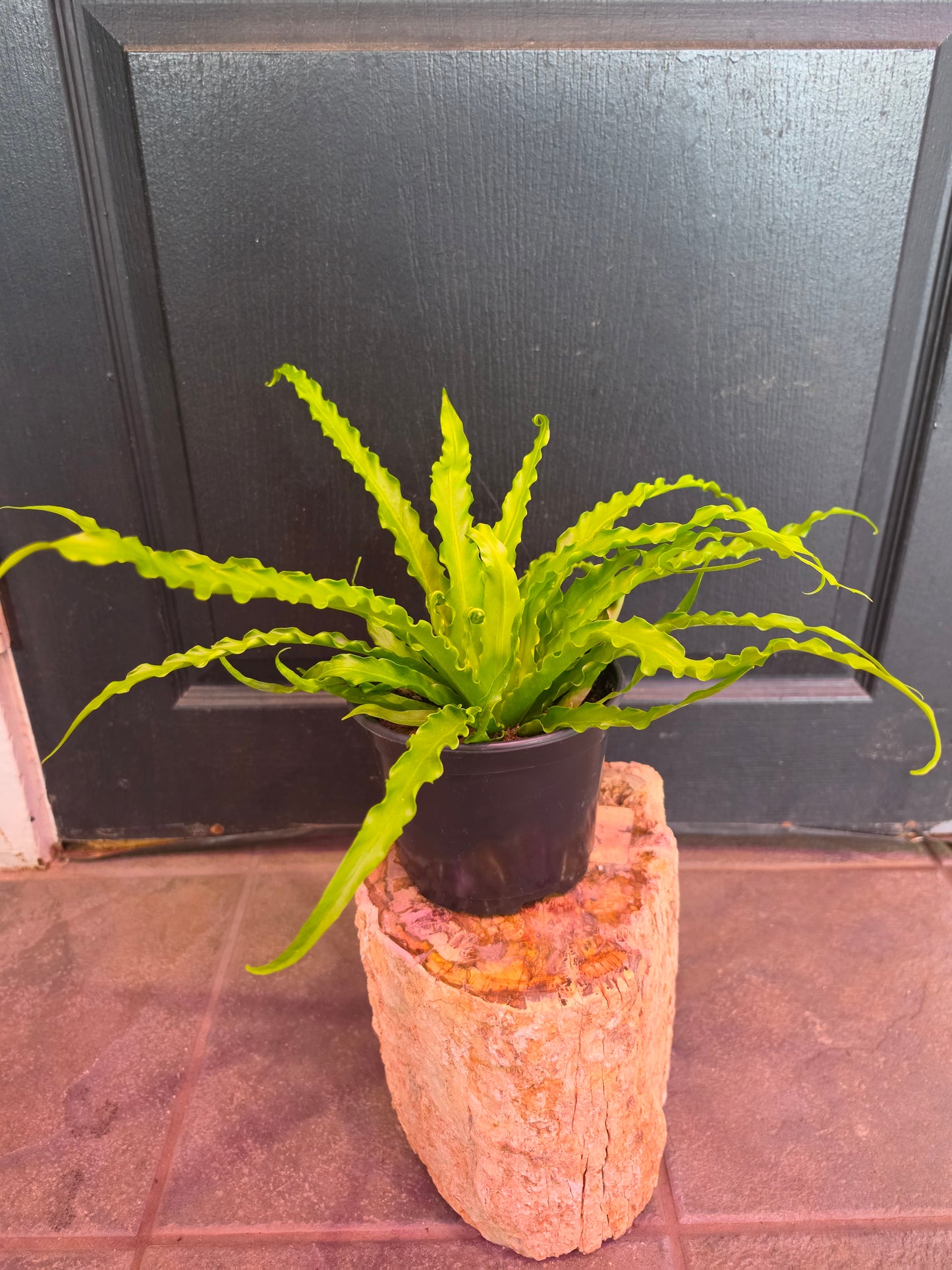 Victoria Bird Nest Fern