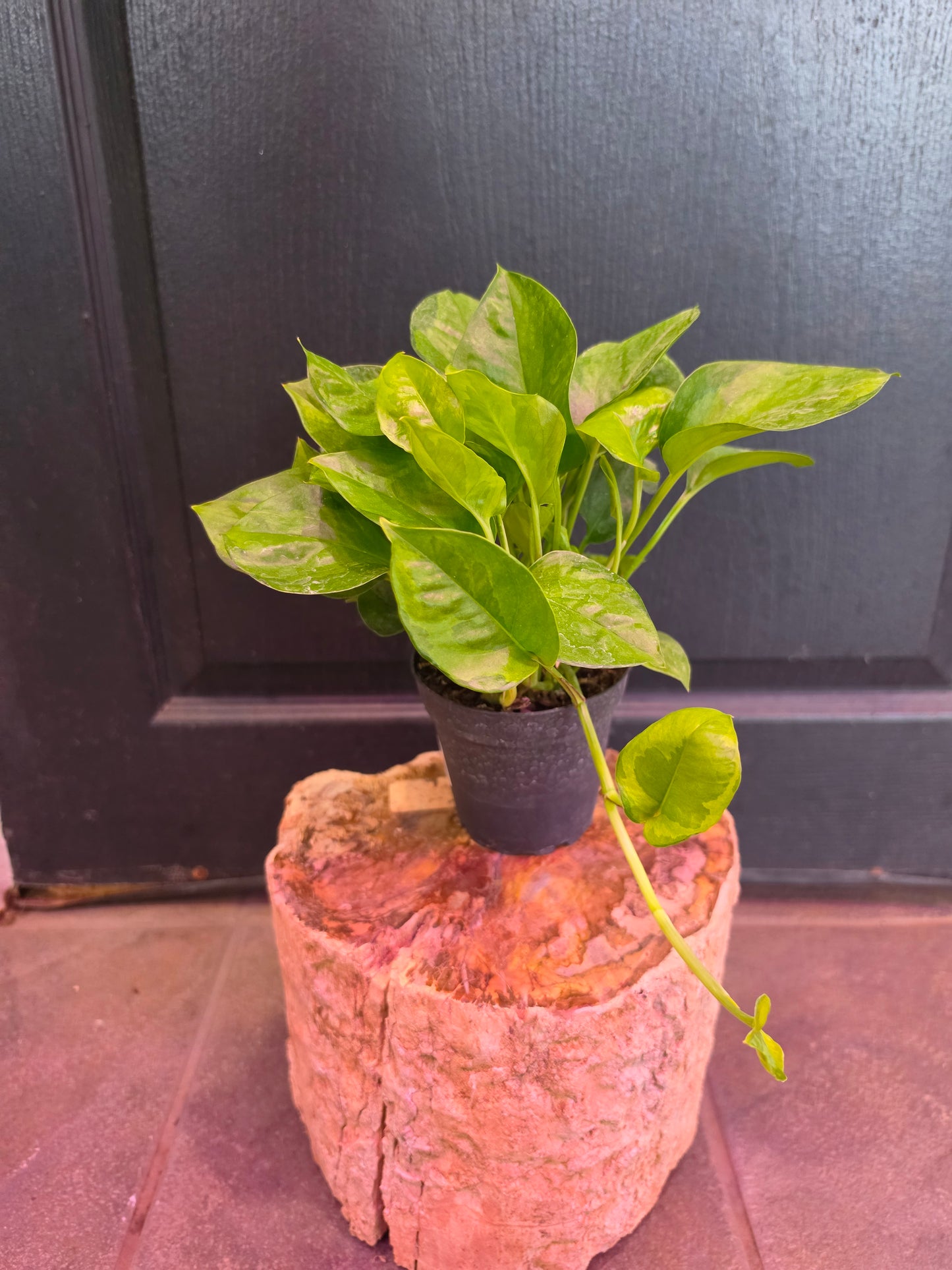 Global Green Pothos