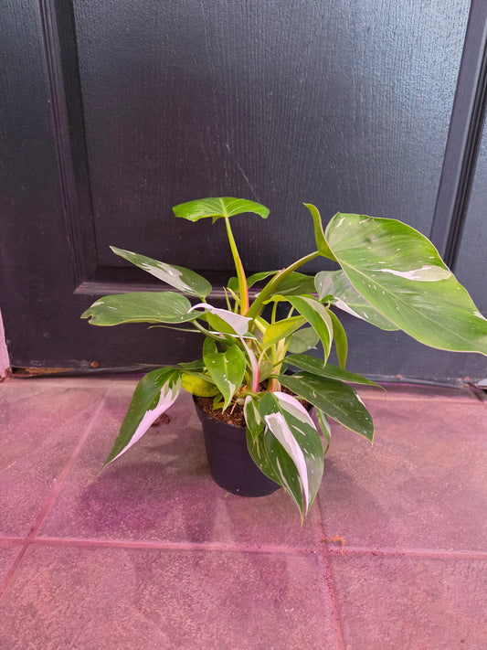 Philodendron White Princess