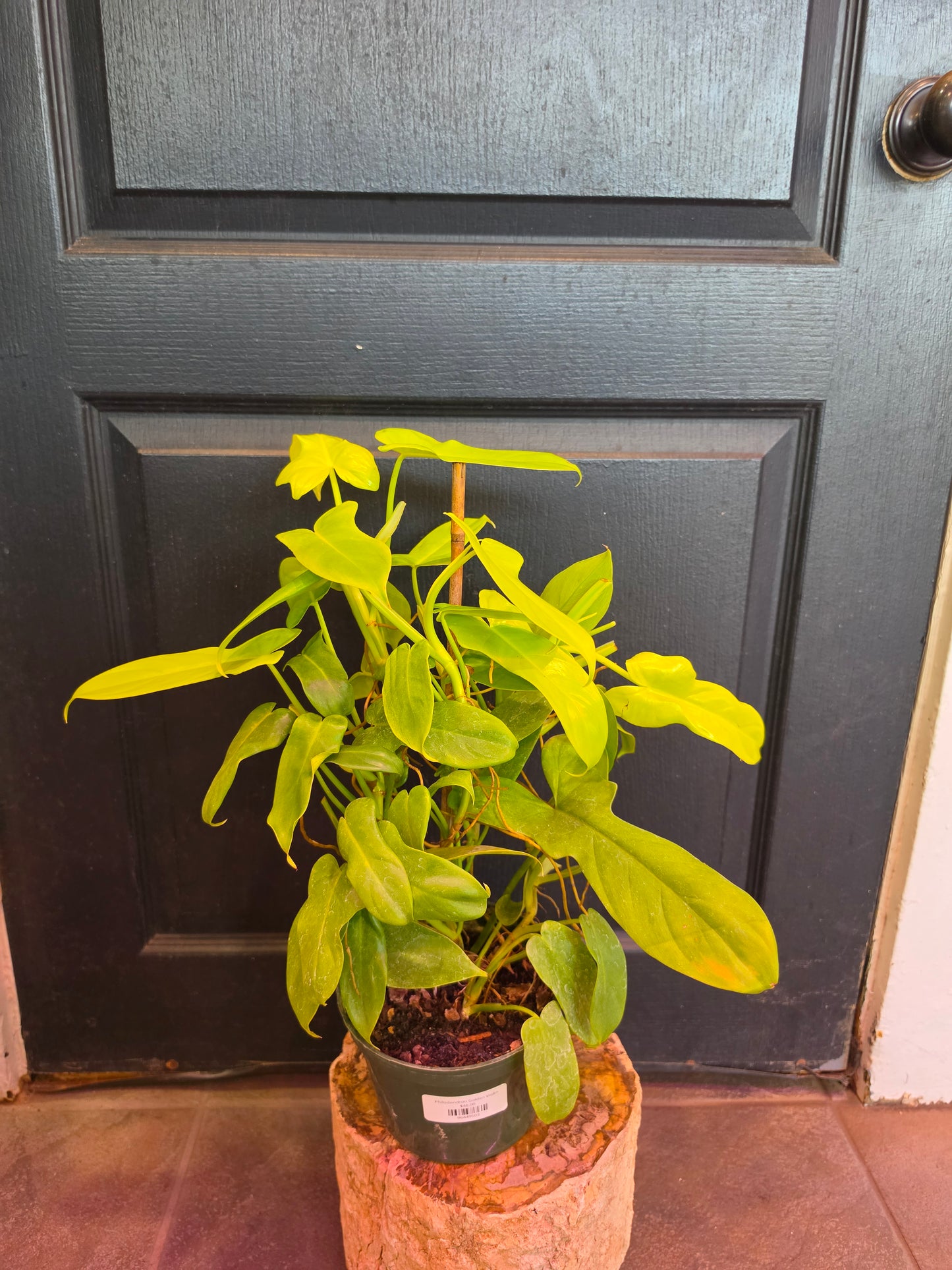 Philodendron Golden Violin