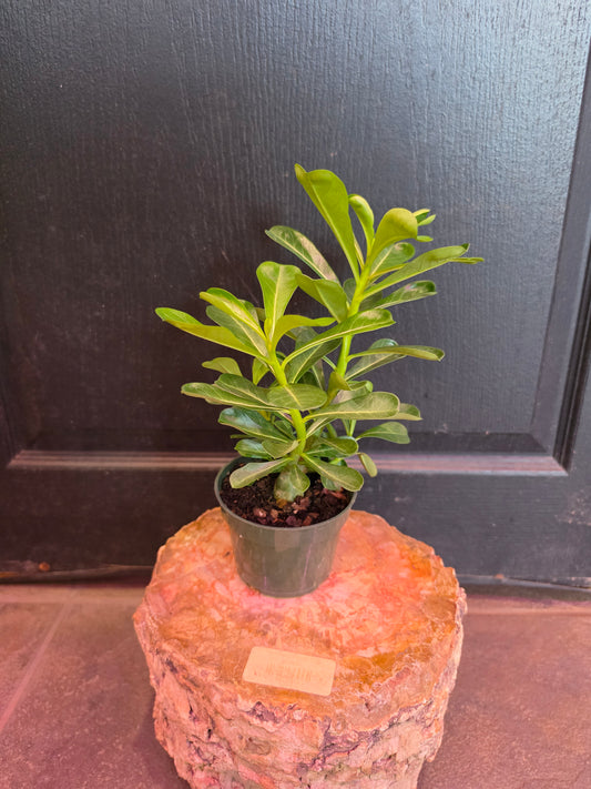 Adenium Obesum Hybrid 'Desert Rose'