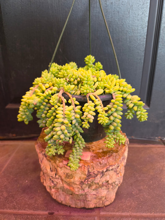 Burro's Tail