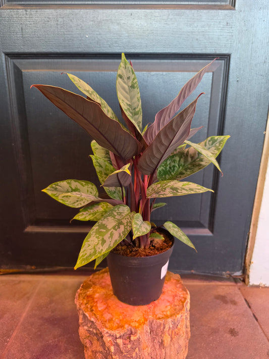 Apoballis 'Purple Sword'