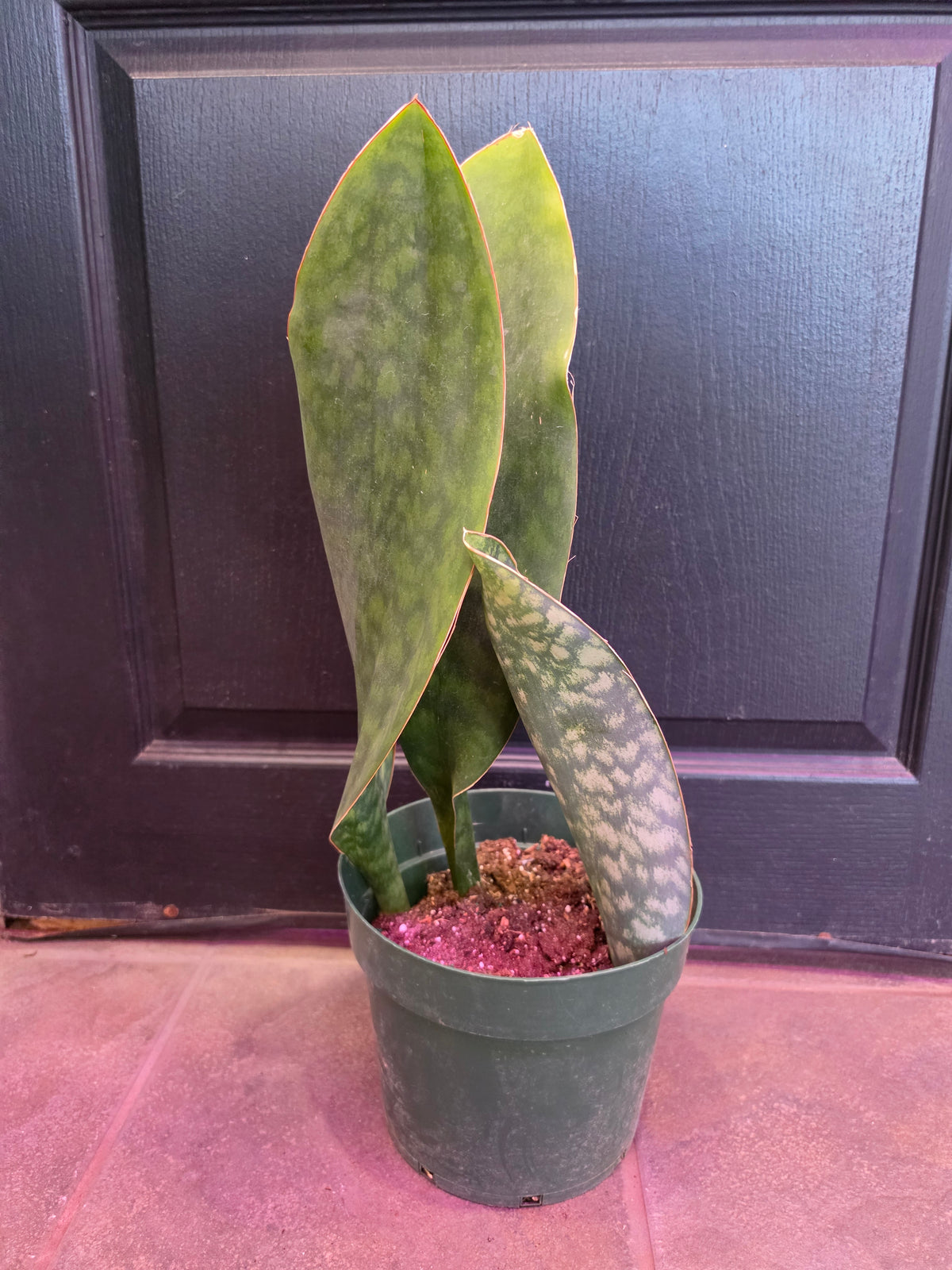 Sansevieria Victoria Whale Fin