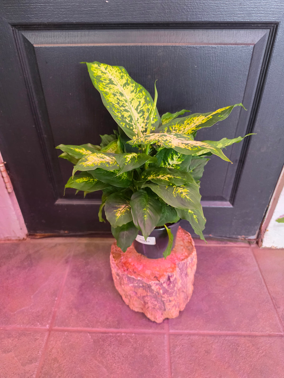 Dieffenbachia 'Amy'