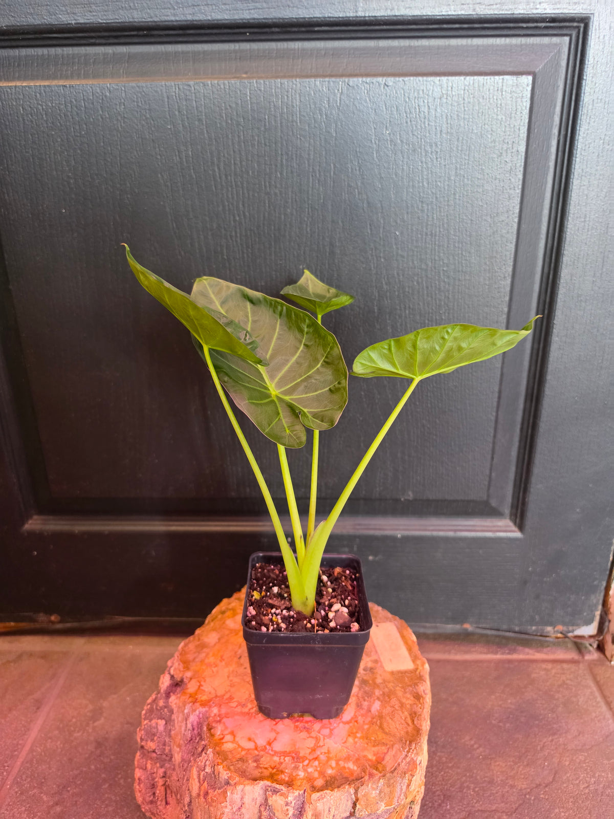 Alocasia Regal Shields