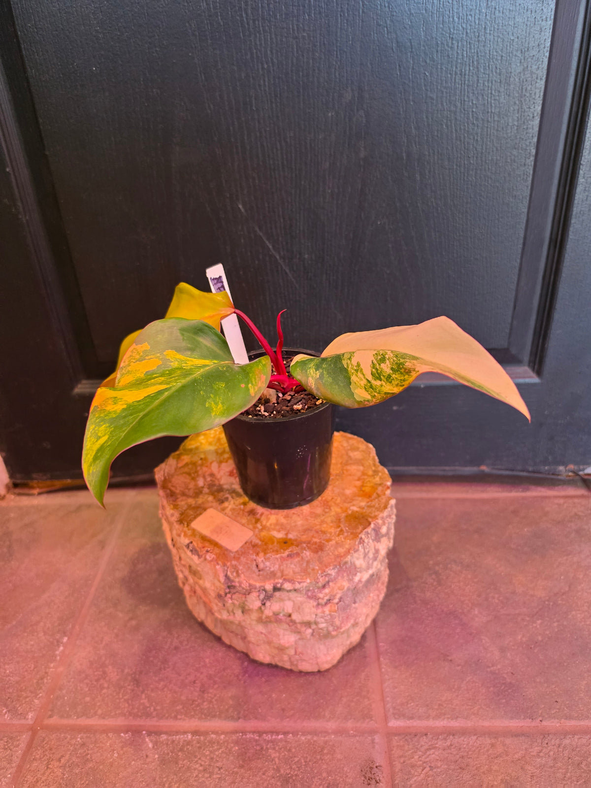 Philodendron 'Strawberry Shake'