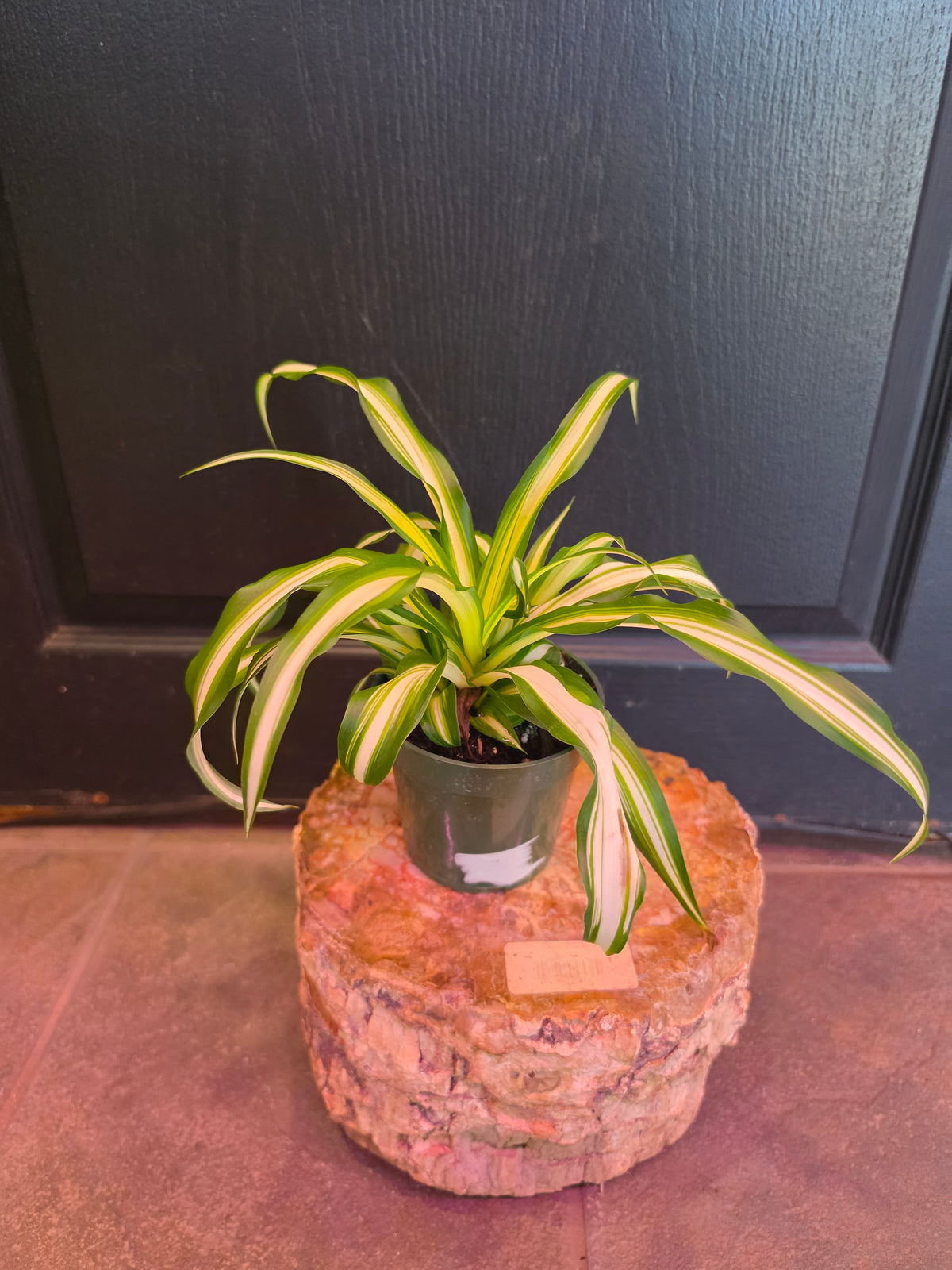 Milky Way Spider Plant