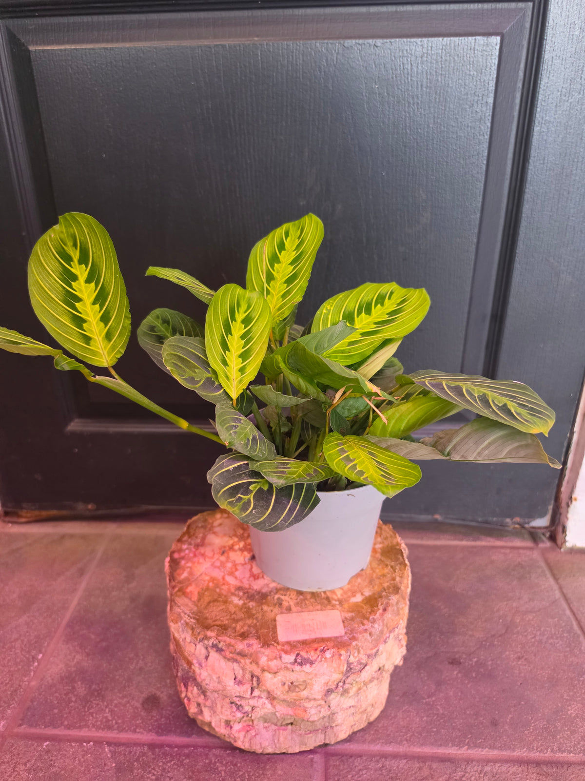Maranta Lemon Lime