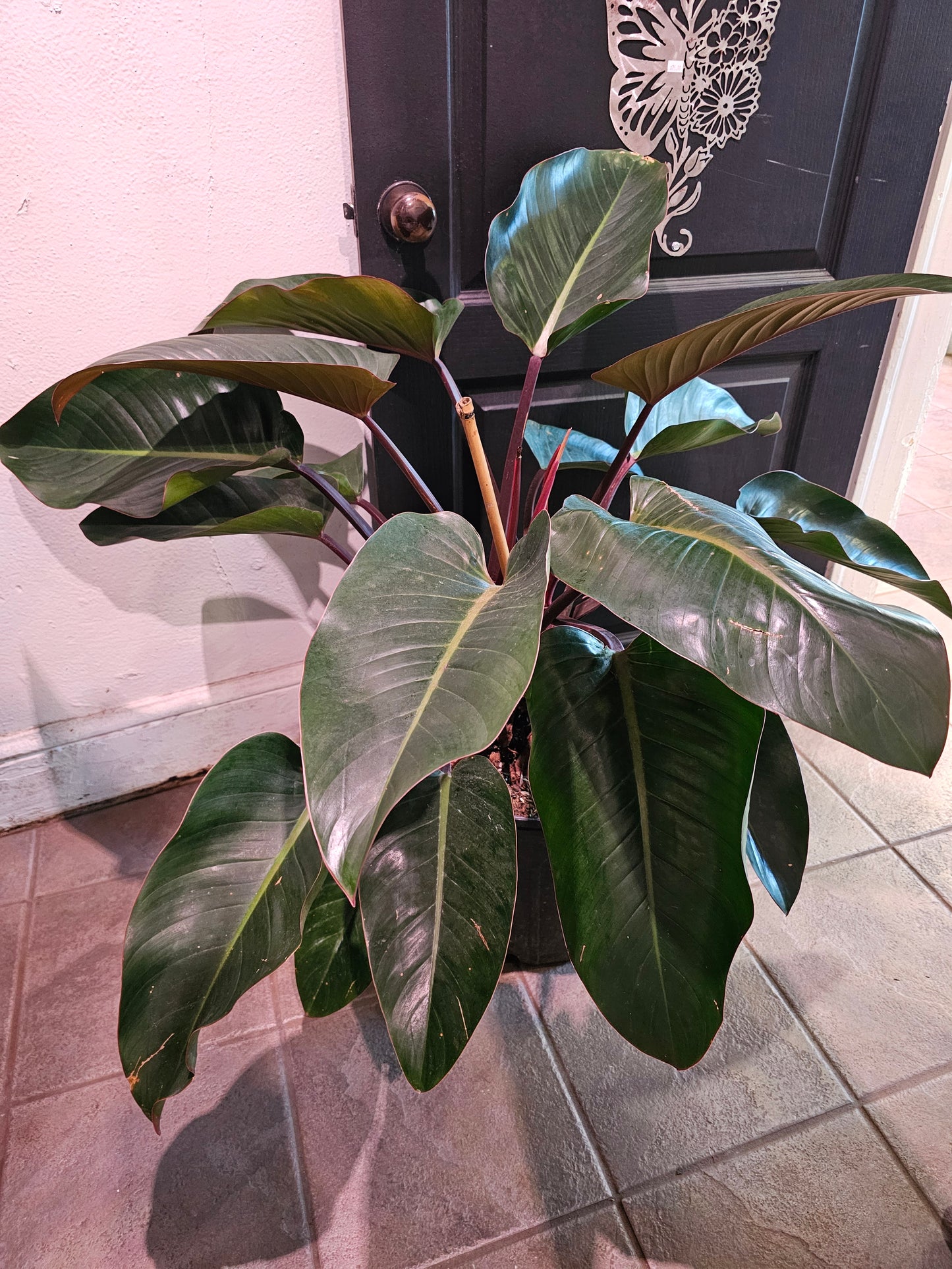 Philodendron "Rojo Congo"