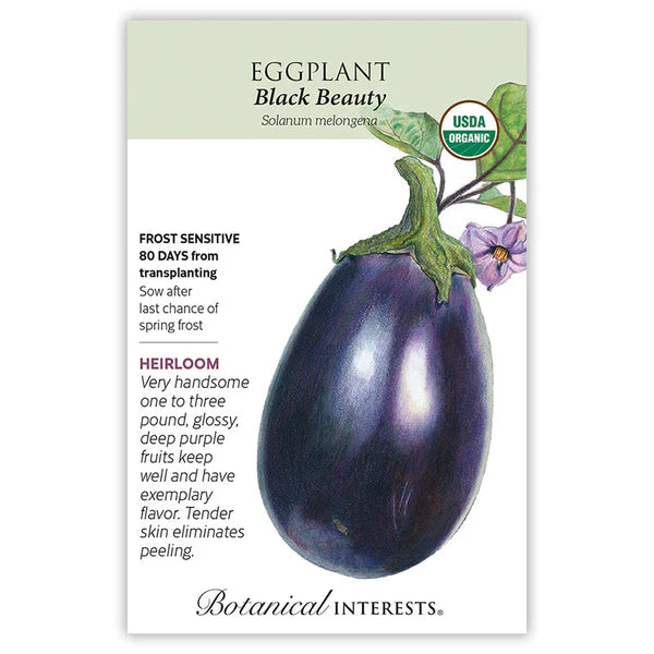 Eggplant Black Beauty Orgnaic