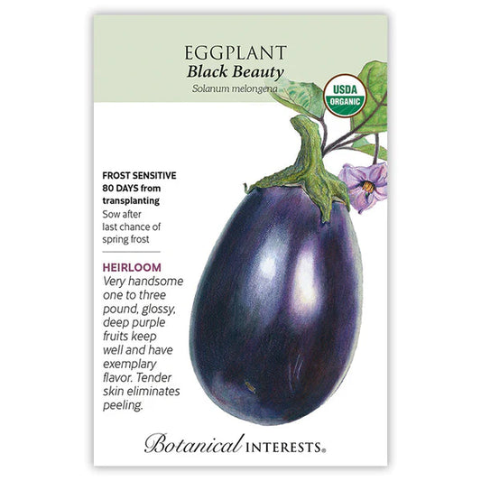 Eggplant Black Beauty Orgnaic