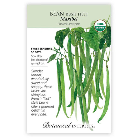 Bean Bush Maxibel Organic