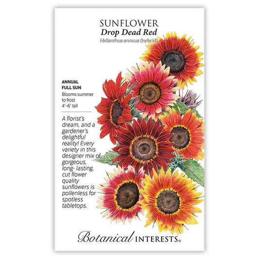 Sunflower Drop Dead Red Hybrid