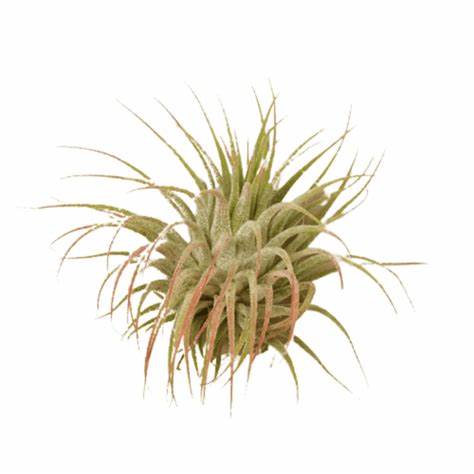 Air Plant - Tillandsia Ionantha Guatemala