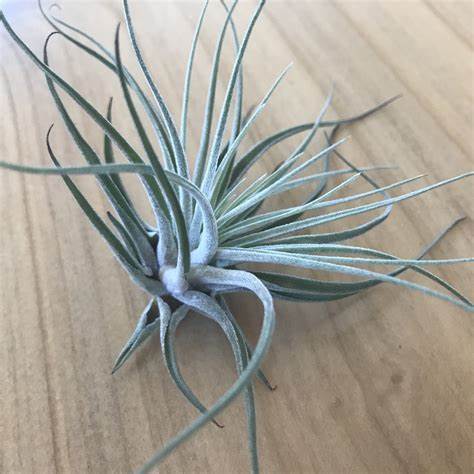 Oaxacana Tillandsia 3-5" Airplant