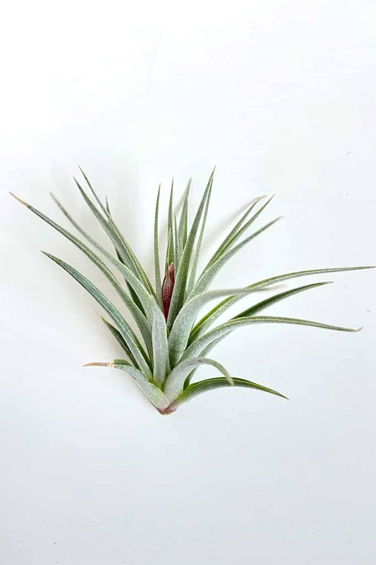 Recurvifolia 4-5" Tillandsia Airplant
