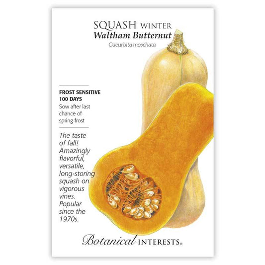 Squash Winter Waltham Bttrnt