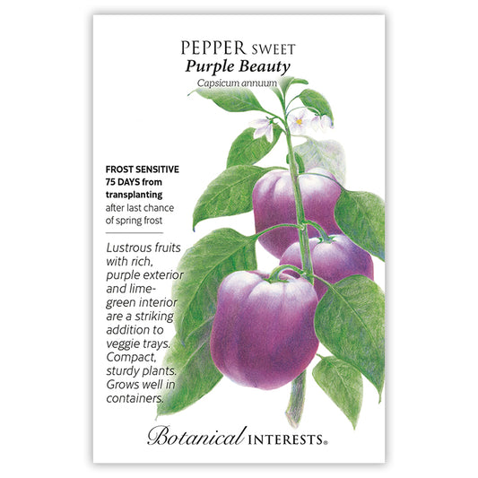 Pepper Sweet Purple Beauty