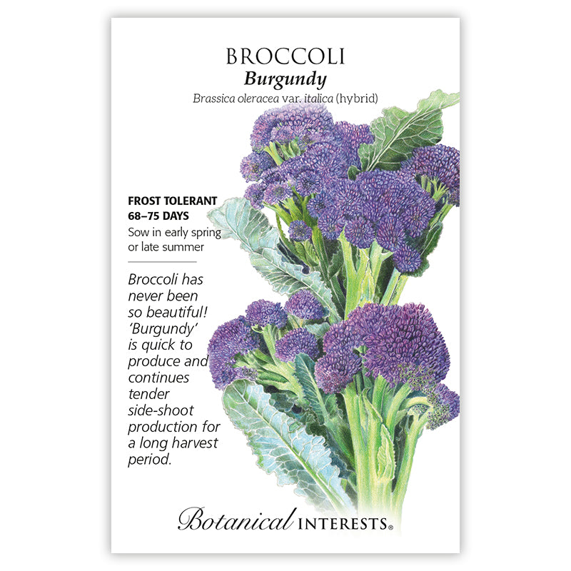 Broccoli Burgundy