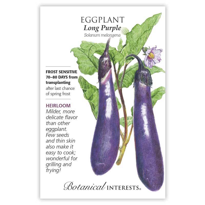 Eggplant Long Purple