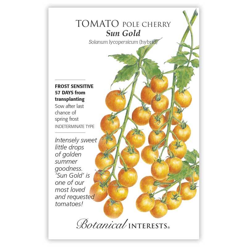Tomato Cherry Sun Gold Hybrid