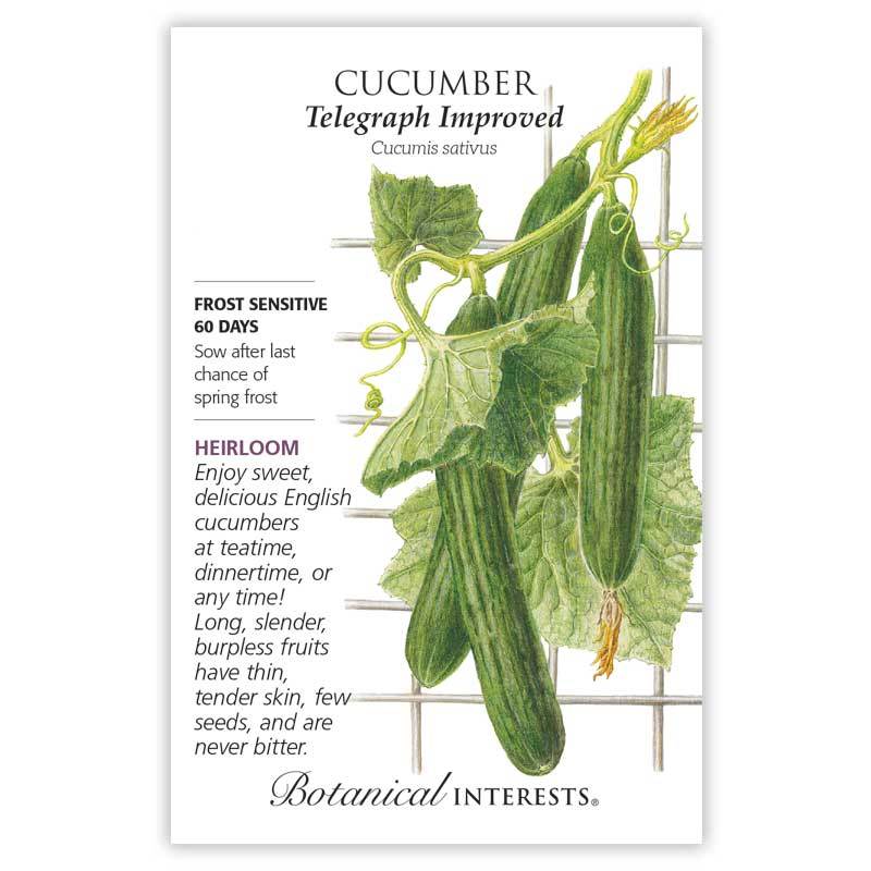 Cucumber English Telegraph