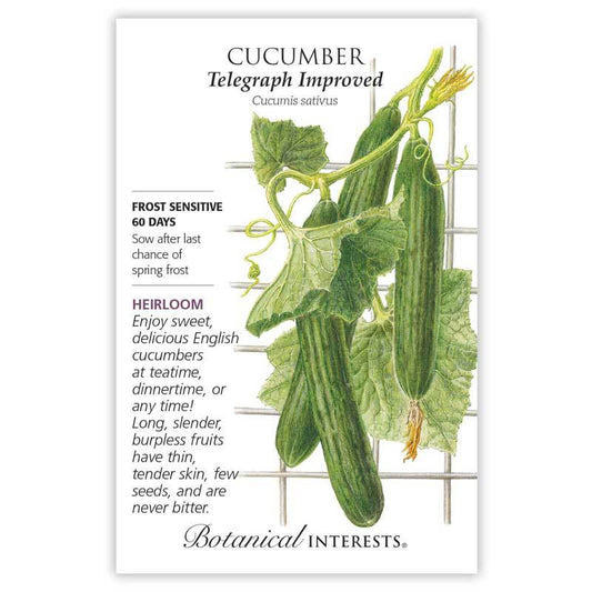 Cucumber English Telegraph