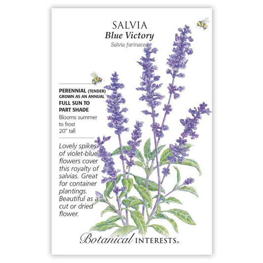 Salvia Blue Victory