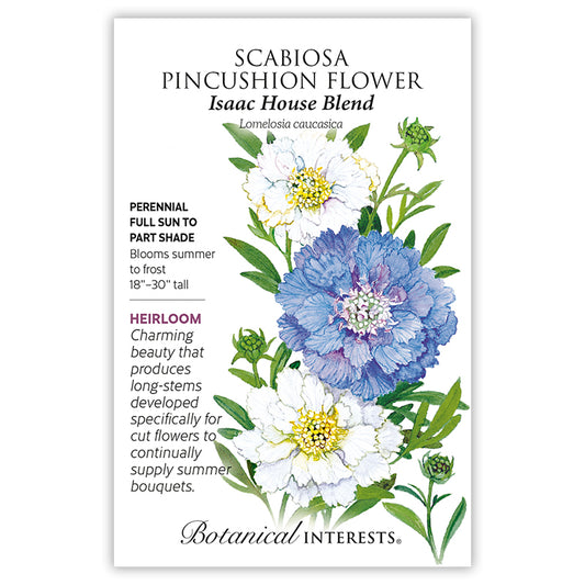 Scabiosa Isaac House Blend